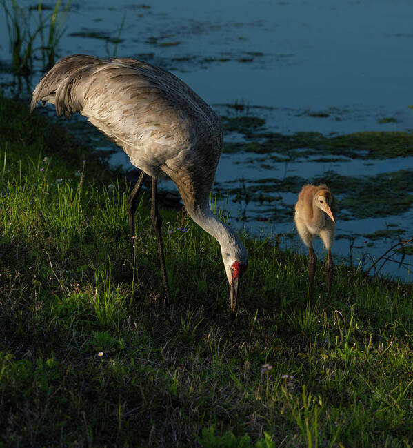 Birds Poster featuring the photograph Sandhill Crane by Larry Marshall
