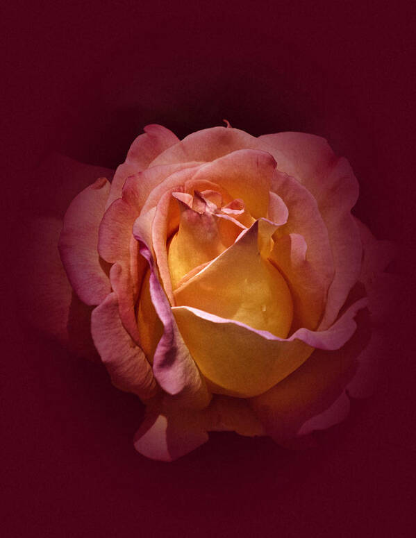 Rose Poster featuring the photograph Vintage Rose 2020 by Richard Cummings