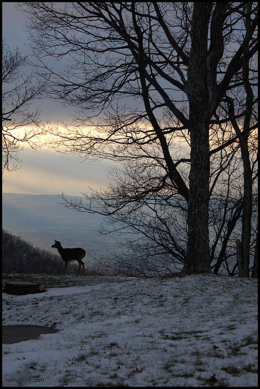 Deer Poster featuring the photograph Skyland Winter Vista by Miriam A Kilmer