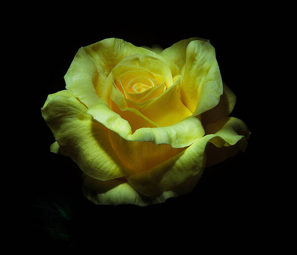 Rose Poster featuring the photograph Yellow Beauty by Cecil Fuselier