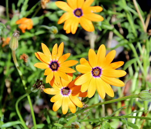 Flowers Poster featuring the photograph Smiling at the Sun by Jo Sheehan