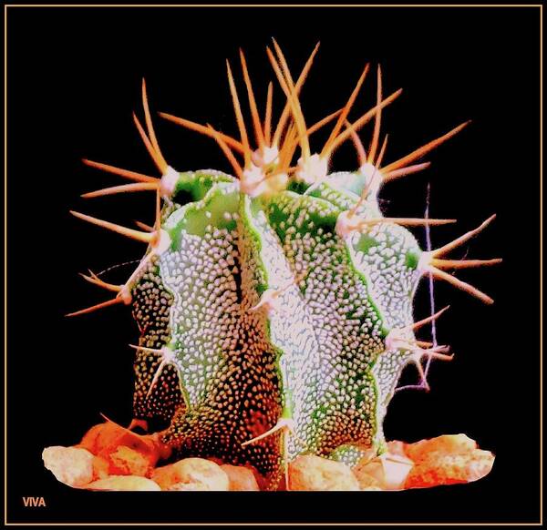 Cactus Poster featuring the photograph Crazy Cactus by VIVA Anderson