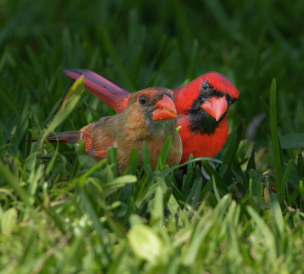 Backyard Poster featuring the photograph Cardinal Mates by Larry Marshall