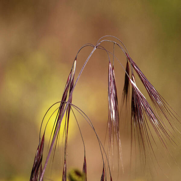 Barley Grass Poster featuring the photograph Burgundy Grass by Cheryl Day