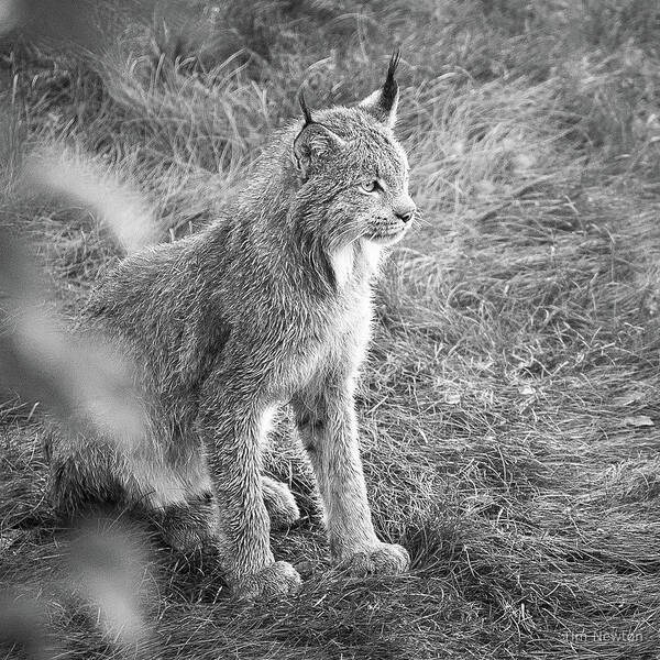 Lynx Poster featuring the photograph Champion Mama Lynx bw by Tim Newton
