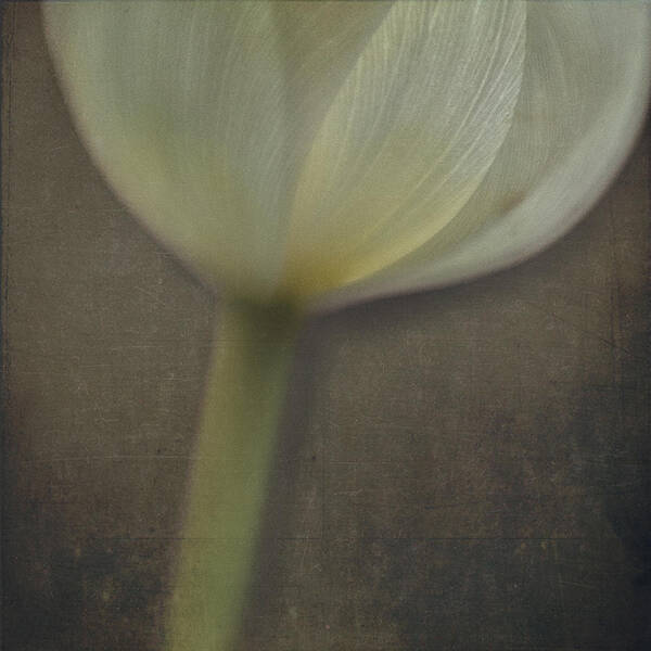 Tulip Poster featuring the photograph Delicate Goblet by Kevin Bergen