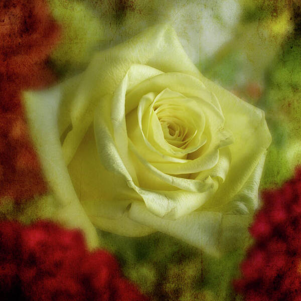 Flowers Poster featuring the photograph Yellow Rose by Garry McMichael