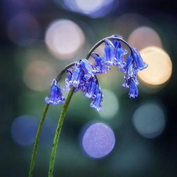 Spring Poster featuring the photograph My English Bluebell by Abbie Shores
