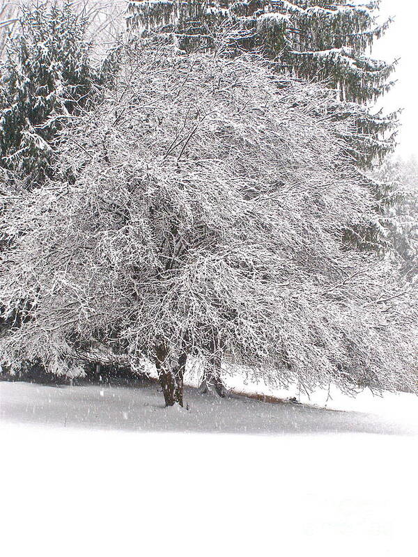 Tree Poster featuring the photograph White as Snow by LeLa Becker