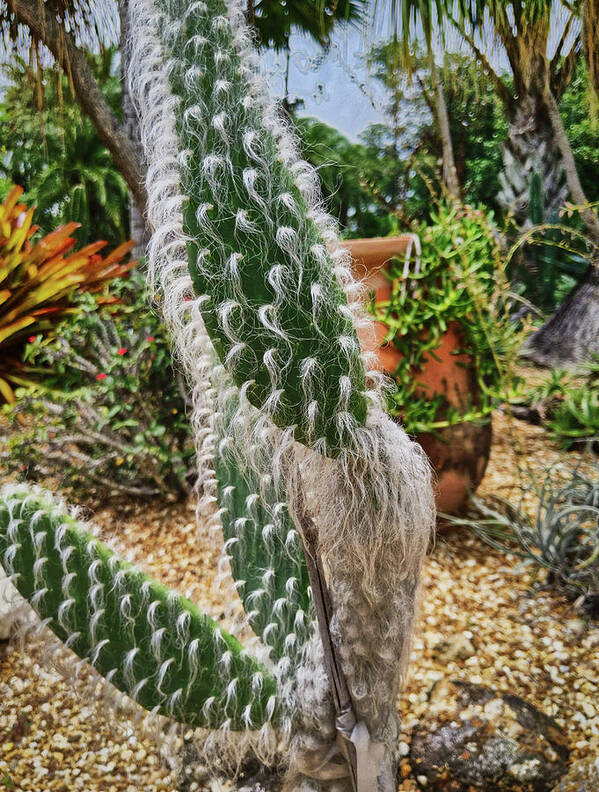 Cactus Poster featuring the photograph A Fuzzy One by Portia Olaughlin