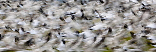 Wildlife Poster featuring the photograph Blurry birds in a flurry panorama PG024 by Yoshiki Nakamura