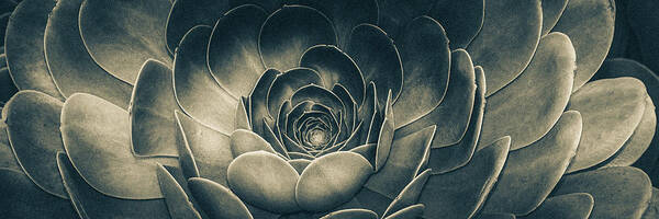 Artistic Poster featuring the photograph Santa Barbara Succulent#12 by Jennifer Wright