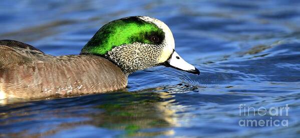 Birds Poster featuring the photograph Green Illumination by John F Tsumas