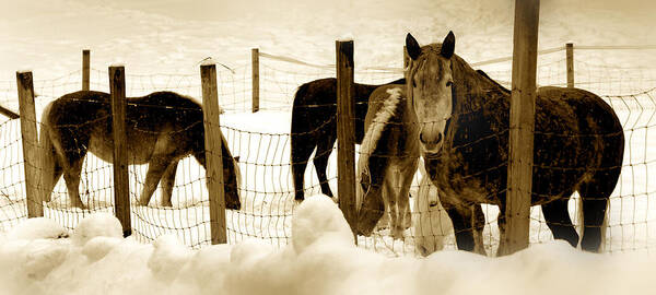 Fine Art Poster featuring the photograph Horses by Craig Incardone