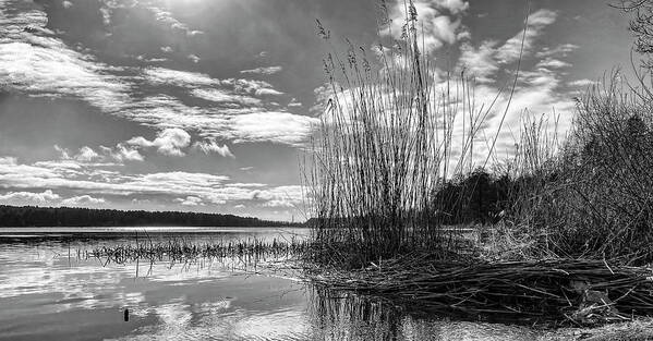 Nature Photography Poster featuring the photograph Spring Riverside In Black And White by Aleksandrs Drozdovs