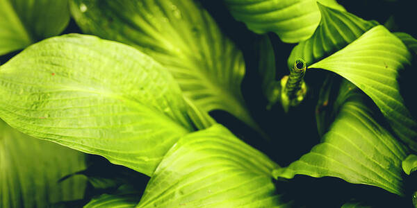 America Poster featuring the photograph Leafy Greens by ProPeak Photography