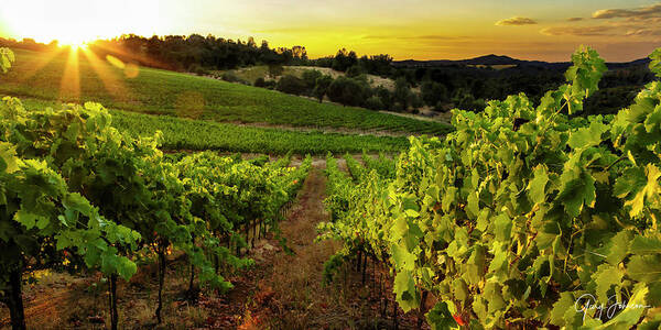 Vineyard Poster featuring the photograph Gianelli Vineyard 2 by Gary Johnson