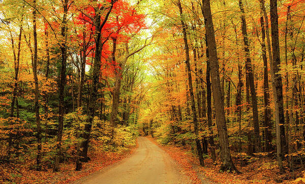 Fall Poster featuring the photograph Country Road #2 by Robert Clifford
