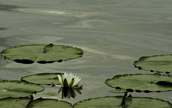 Lily Pad Poster featuring the photograph White Water Lily by Cheryl Day