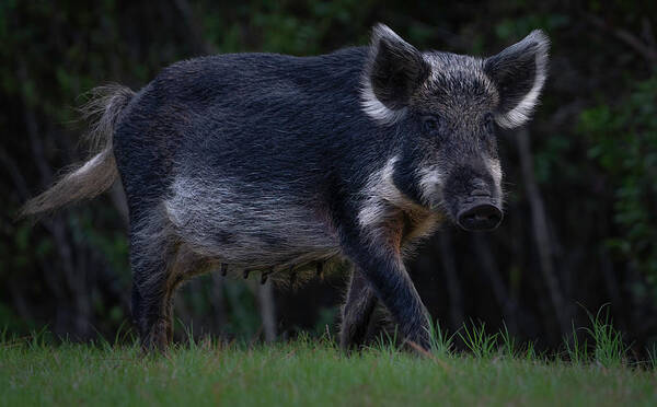 Hog Poster featuring the photograph Wild Boar 2 by Larry Marshall