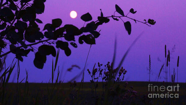 Photograph Poster featuring the photograph Purple Moon by Marianne NANA Betts