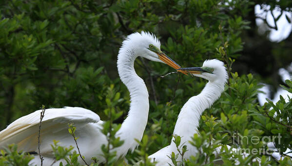 Great Egrets Poster featuring the photograph Nest Building by John F Tsumas