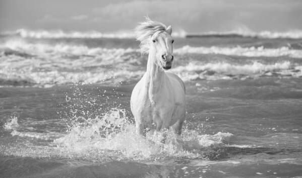 Horse Poster featuring the photograph Run White Horses I by Tim Booth