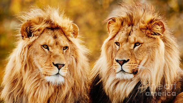 Lion Poster featuring the photograph Lion brothers by Nick Biemans