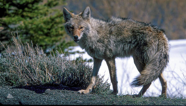 Coyote Poster featuring the photograph Coyote Stance - Snowcreek Golf Course - Mammoth Lakes - CA by Bonnie Colgan