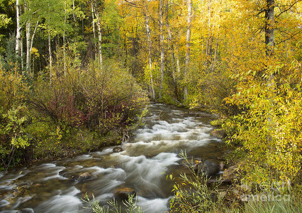 Colorado Poster featuring the photograph Autumn Stream by Idaho Scenic Images Linda Lantzy