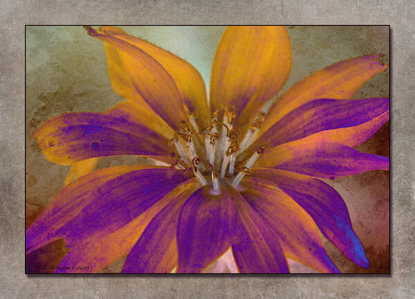 Wildflower Poster featuring the photograph Fall Flower by WB Johnston