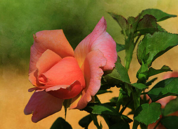 Roses Poster featuring the photograph Rainbow Sherbert by Donna Kennedy