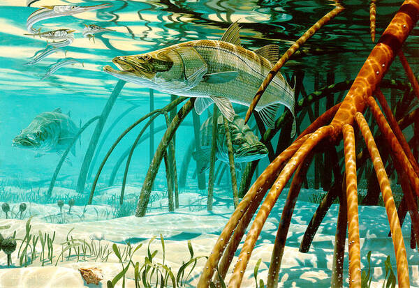 Snook In The Mangroves Poster by Don Ray - Fine Art America