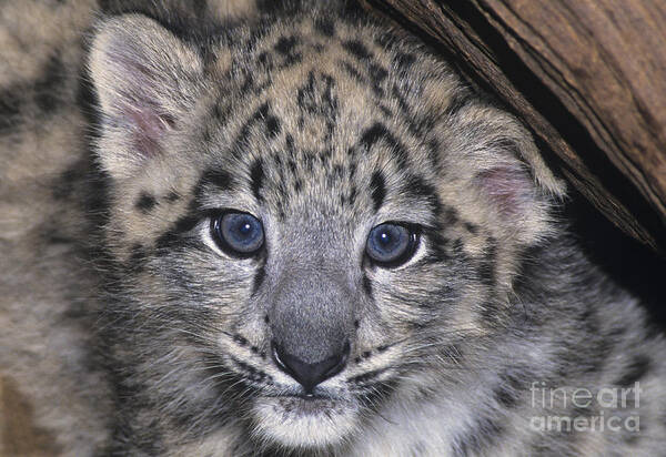 Asia Poster featuring the photograph Snow Leopard Cub ENDANGERED by Dave Welling