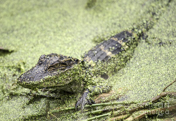 Alligator Poster featuring the photograph Baby Alligator by Jeannette Hunt