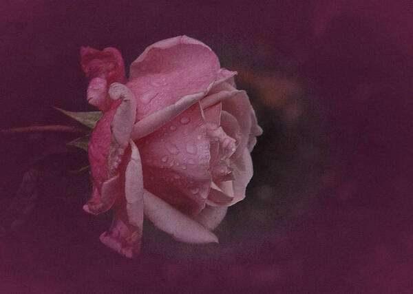Pink Rose Poster featuring the photograph Deep Pink Nov Rose by Richard Cummings