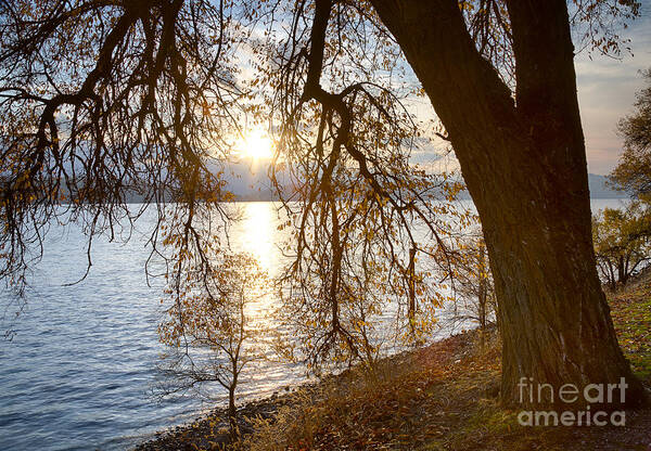 Coeur D'alene Lake Poster featuring the photograph Last Leaves by Idaho Scenic Images Linda Lantzy