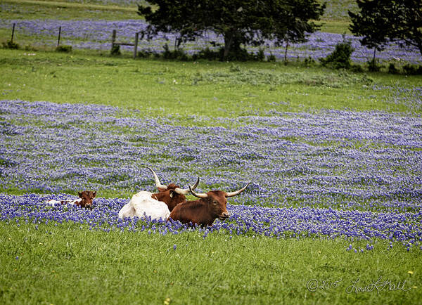 Longhorns Poster featuring the photograph Longhorns Series No. 3 by Linda Lee Hall