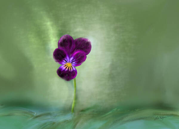 Pansy Poster featuring the digital art Pansy by Lisa Redfern