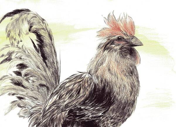 Rooster Poster featuring the drawing Pride of a Rooster by Alice Chen