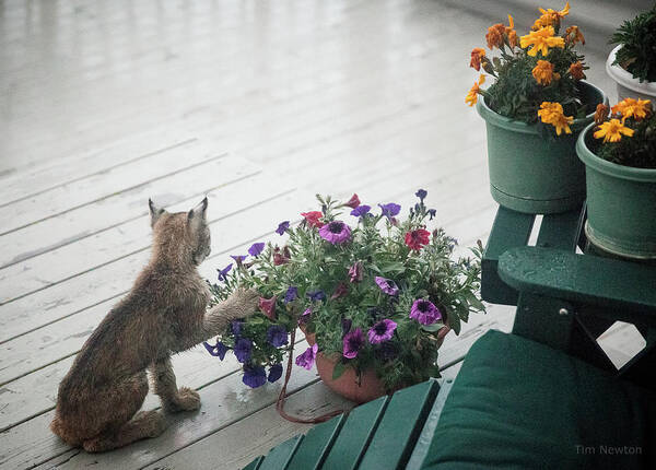 Lynx Poster featuring the photograph Swat the Petunias by Tim Newton