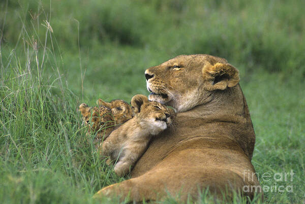 Africa Poster featuring the photograph African Lions Mother and Cubs Tanzania by Dave Welling