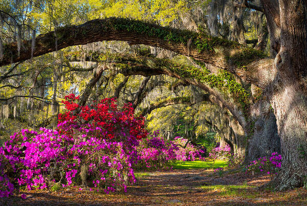 Charleston Poster featuring the photograph Charleston SC Spring Azalea Flowers - A Servant's Grace by Dave Allen