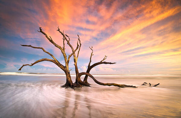 Charleston Poster featuring the photograph Charleston SC Sunset Folly Beach Trees - The Calm by Dave Allen
