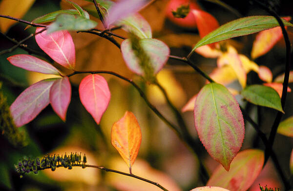 Autumn Poster featuring the photograph Fall Leaves by Matthew Pace