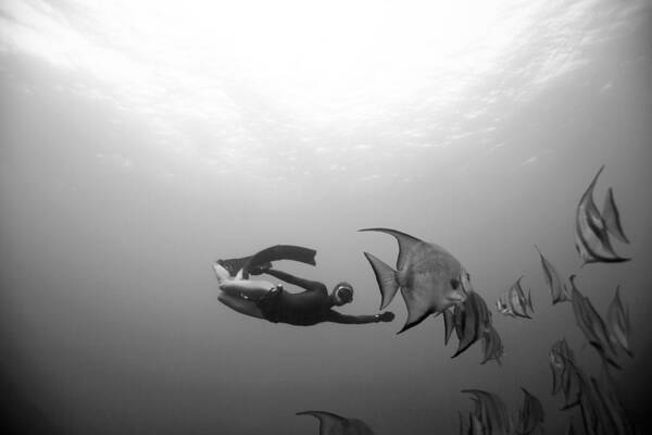 Freediving Poster featuring the photograph Freediver and Batfish by One ocean One breath