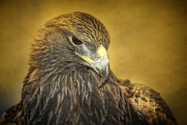 Golden Eagle Poster featuring the photograph Golden Eagle Portrait by Eleanor Abramson