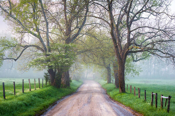 Bloom Poster featuring the photograph Great Smoky Mountains National Park Cades Cove Country Road by Dave Allen