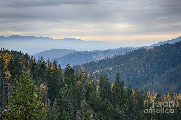 Coeur D'alene National Forest Poster featuring the photograph Green and Gold Forest by Idaho Scenic Images Linda Lantzy