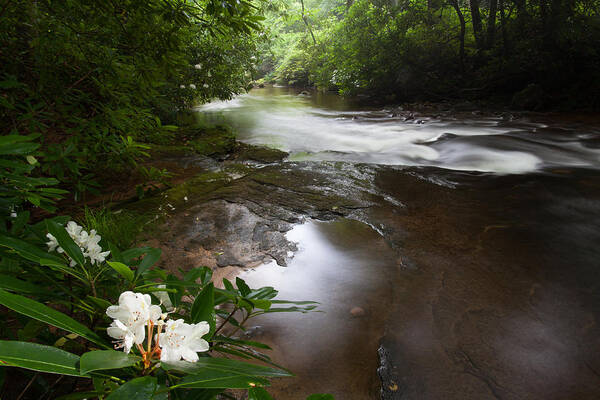 Davidson River Poster featuring the photograph Jewels of the Davidson River by Rob Travis